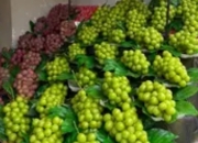 大凉山“阳光玫瑰”身价暴跌：从“葡萄贵族”到“价格寒冬”的产业之困